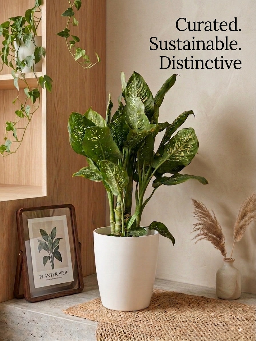 12 Inch Tower Pots, Whte (Pack of 6)
