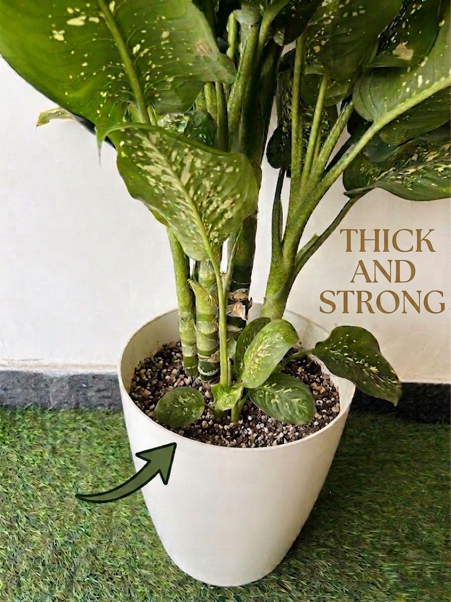 12 Inch Tower Pots, Whte (Pack of 6)