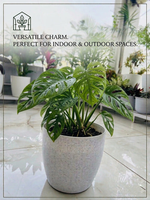 10 Inch Amrold Pot, Marble Finish (Pack of 5)