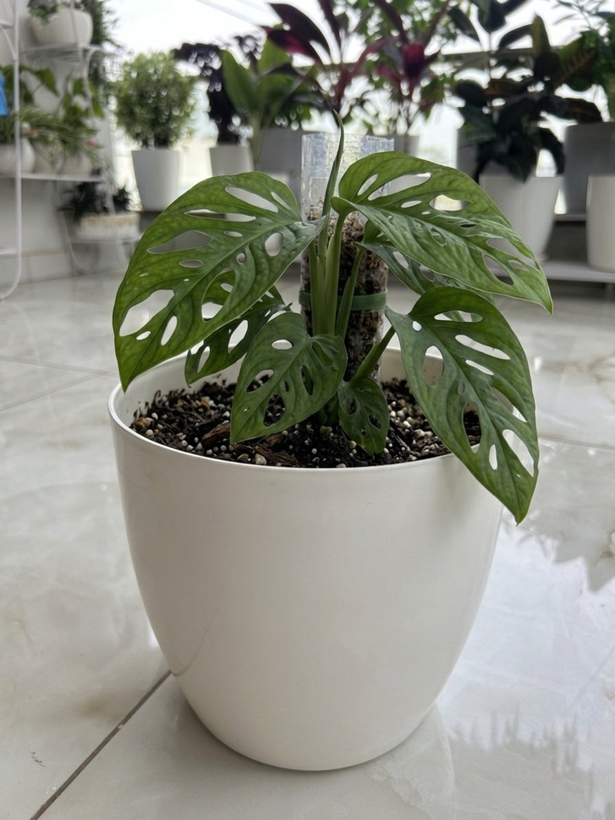 10 Inch Amrold Pot, White (Pack of 5)