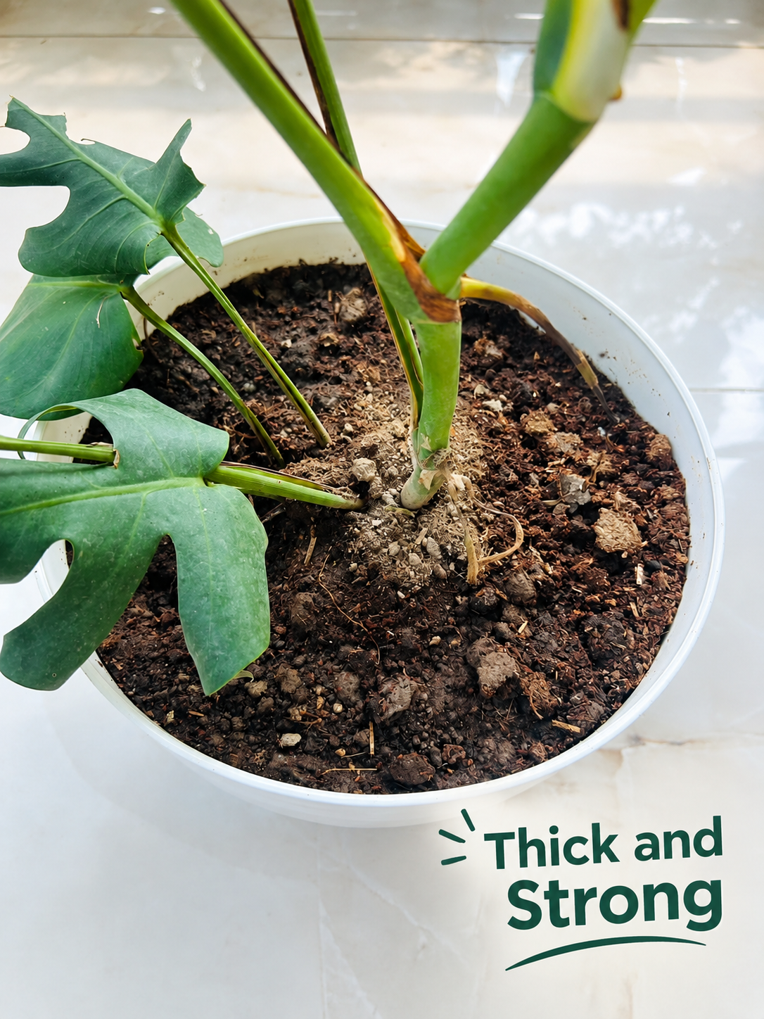 12 Inch Amrold Pot (Pack of 3)