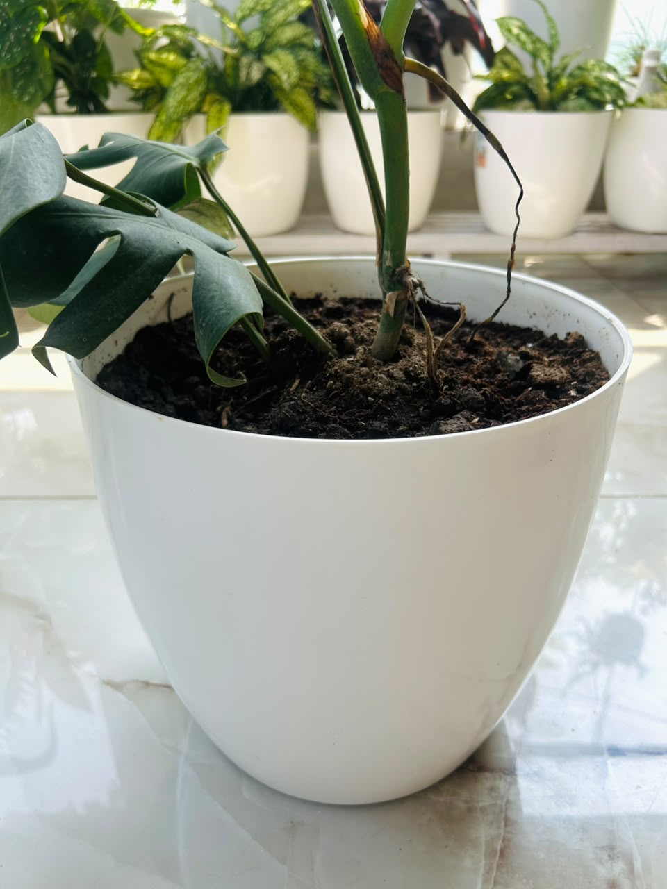 12 Inch Amrold Pot (Pack of 3)
